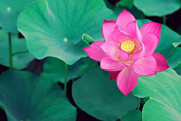 未来一个月，这几个生肖财运不断，上神赐福