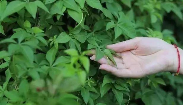 手相里什么线决定了你的命运富贵层次