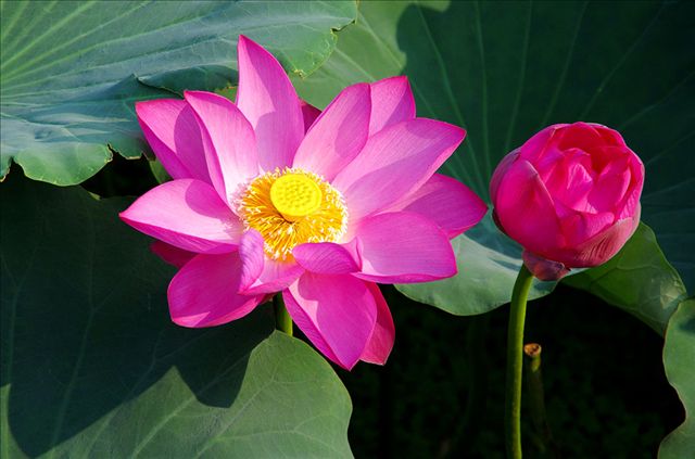 未来一个月，这几个生肖财运不断，上神赐福