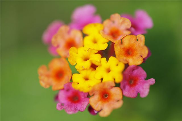 未来一个月，这几个生肖财运不断，上神赐福