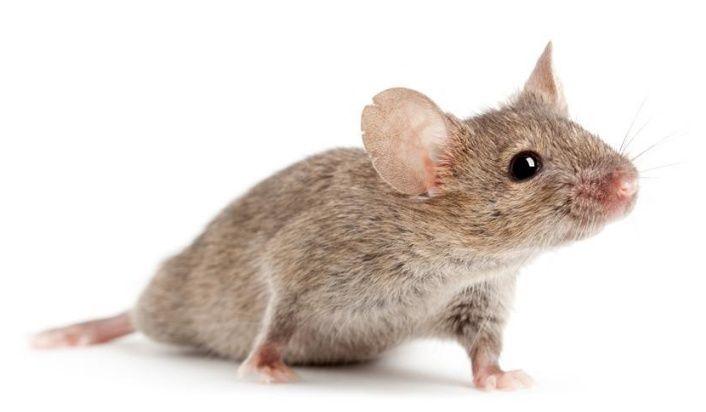 十二生肖里老鼠为什么什么排第一?竟有这么大的秘密