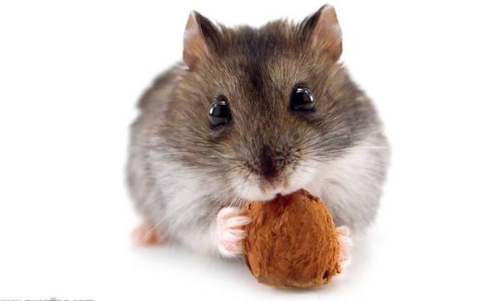 十二生肖里老鼠为什么什么排第一?竟有这么大的秘密