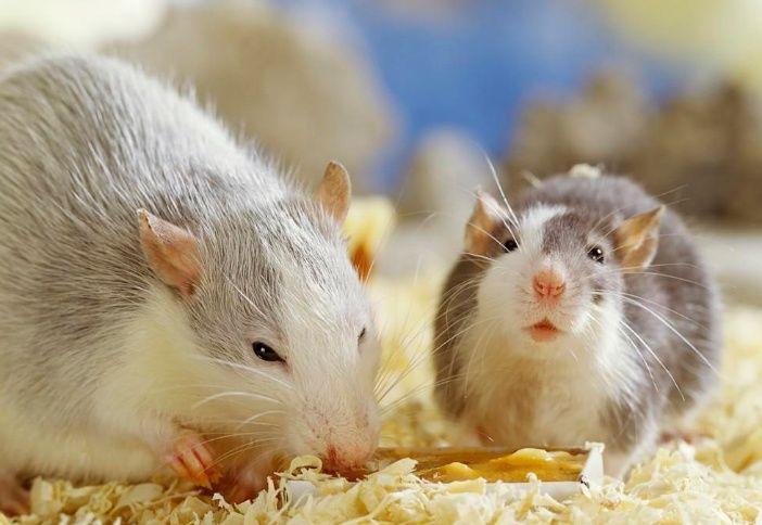 十二生肖里老鼠为什么什么排第一?竟有这么大的秘密