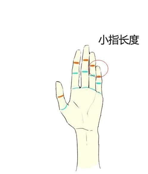 手指长度,看性格,知命运,简单易懂