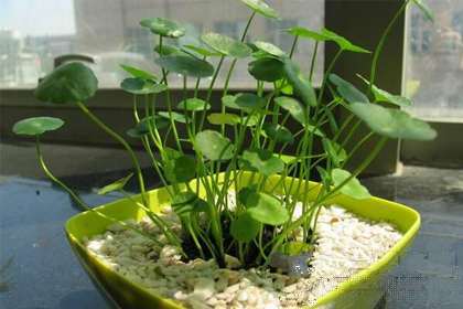 上半年爱情运正旺的星座