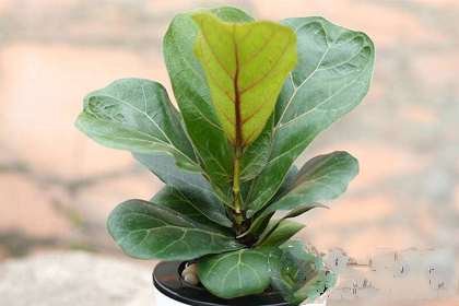 植物花语 冬天适合种什么植物
