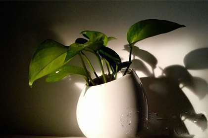植物花语 冬天适合种什么植物