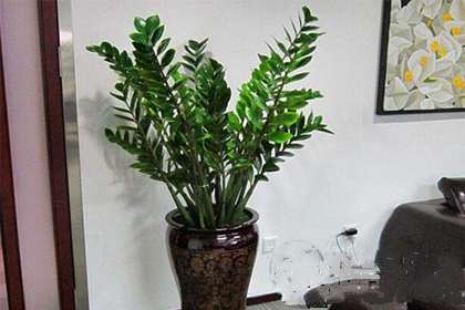 植物花语 冬天适合种什么植物