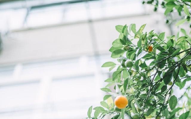 2018年横财最旺盛的三大生肖，春节期间横财如雨！