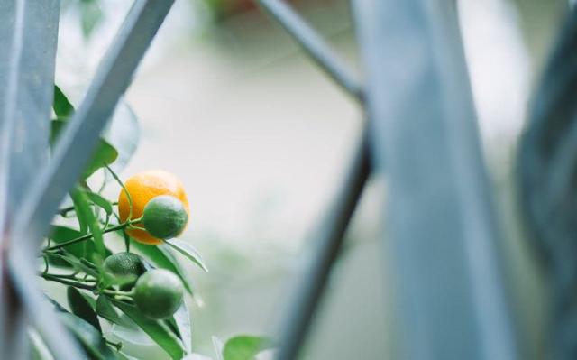 2018年横财最旺盛的三大生肖，春节期间横财如雨！