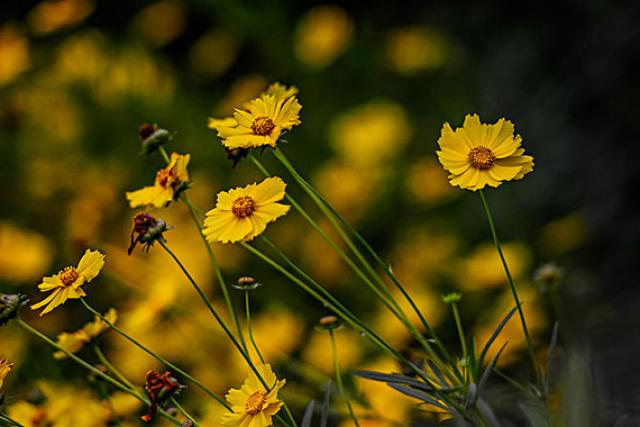 除夕开始，3属相财运上吉，财神爷保佑，事事顺心，累财万万贯！