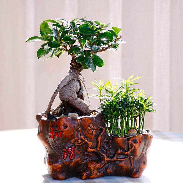 12星座的专属花草,金牛座对应发财树,看看哪棵属于你?
