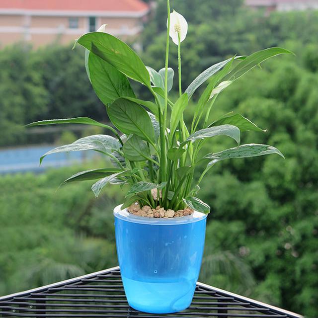 12星座的专属花草,金牛座对应发财树,看看哪棵属于你?