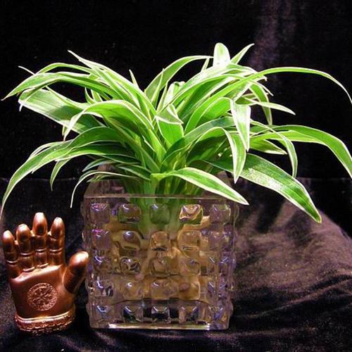 12星座的专属花草,金牛座对应发财树,看看哪棵属于你?