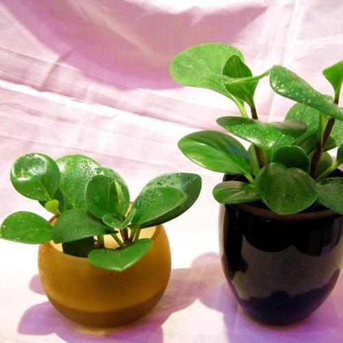 12星座的专属花草,金牛座对应发财树,看看哪棵属于你?