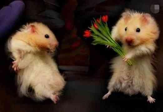 十二星座男生会怎么称呼自己的另一半？双子座的好准！看你的呢？