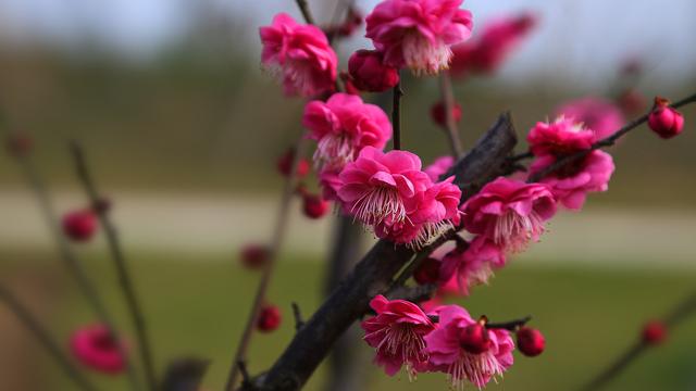 十二星座的幸运花,2018一起来转运
