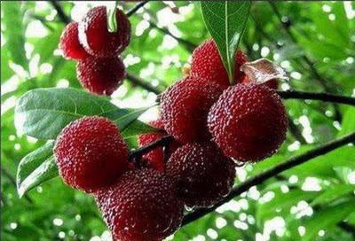 十二星座的代表水果,独属于你的酸甜味道