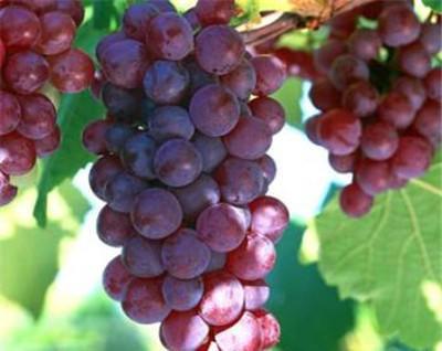 十二星座的代表水果,独属于你的酸甜味道