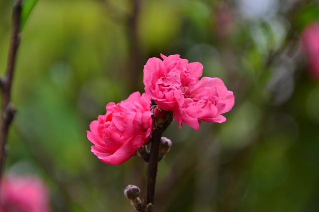 春节过后遇真爱,桃花财运双双旺的3大生肖!