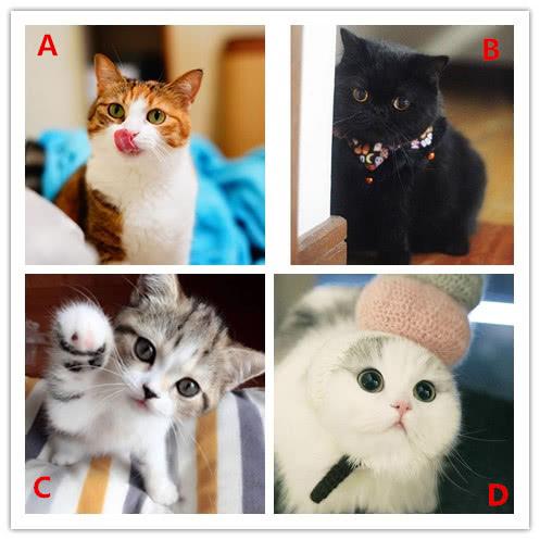 心理测试:选一只萌猫,看你在爱情里最重视什么?