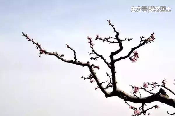 化解霉运的五大风水神物,邪气快赶走!