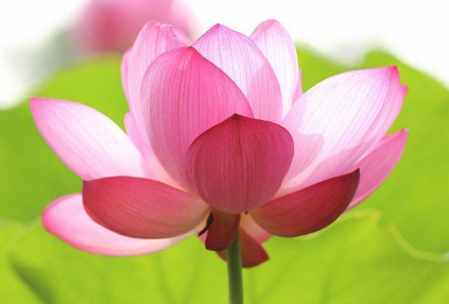 未来10天内财如雨下,3生肖花开富贵!