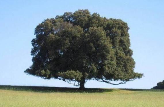 心理测试：假如有4棵树，哪棵年龄最大？测你老了靠什么养自己！