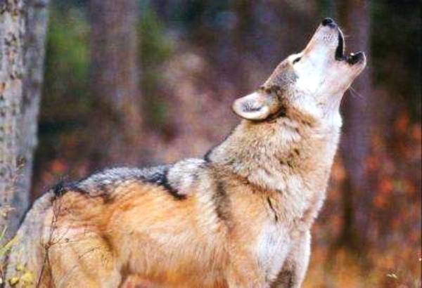 心理测试：哪匹狼是头狼？测你是一个有野心的人吗