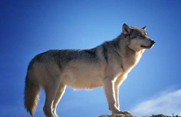 心理测试：哪匹狼是头狼？测你是一个有野心的人吗
