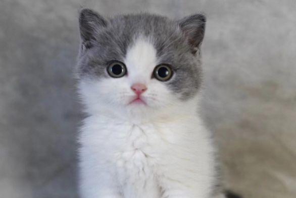 心理测试：四只猫咪，你会选择养哪只？测出你深藏不露的那一点！