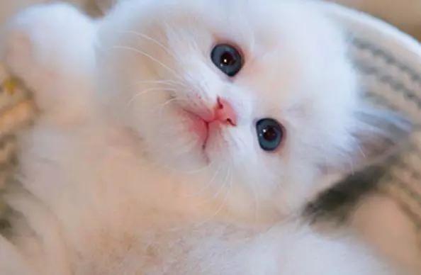 心理测试：四只猫咪，你会选择养哪只？测出你深藏不露的那一点！