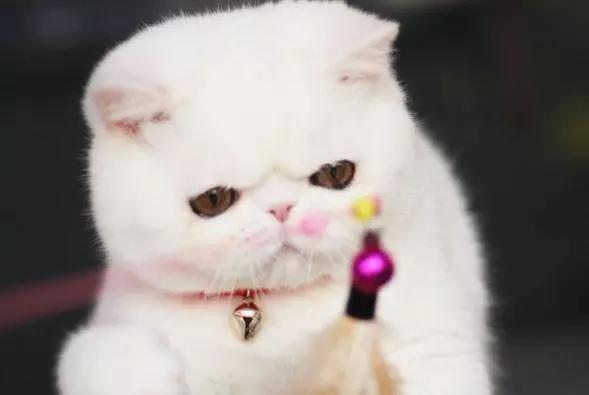 心理测试：四只猫咪，你会选择养哪只？测出你深藏不露的那一点！