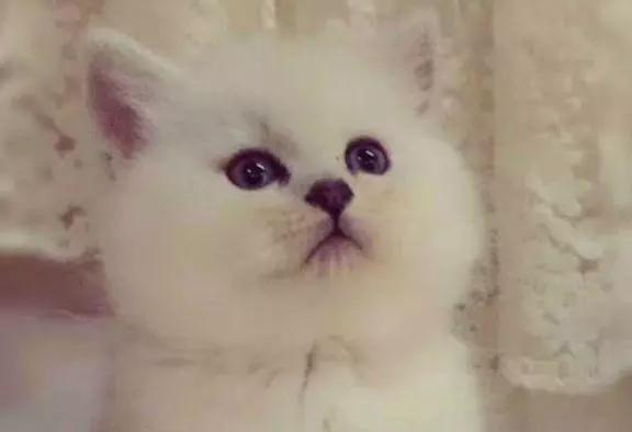 心理测试：四只猫咪，你会选择养哪只？测出你深藏不露的那一点！