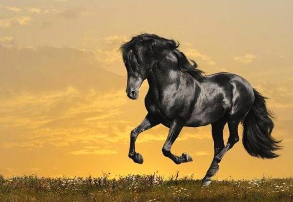 心理测试：哪匹马跑得最快？测你10年后会飞黄腾达吗！