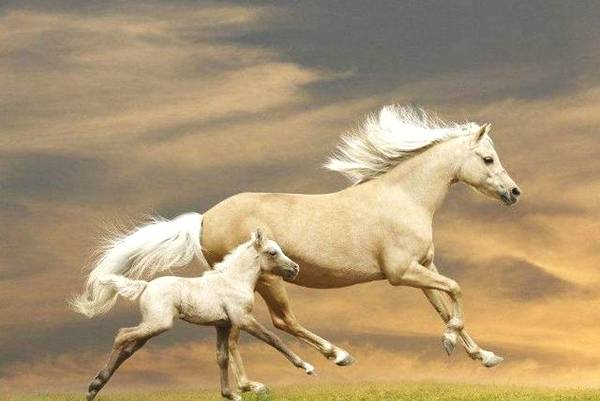心理测试：哪匹马跑得最快？测你10年后会飞黄腾达吗！