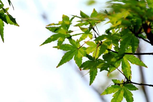 12月1号开门接大喜，4生肖改头换面，坐拥金山银山，越来越有钱