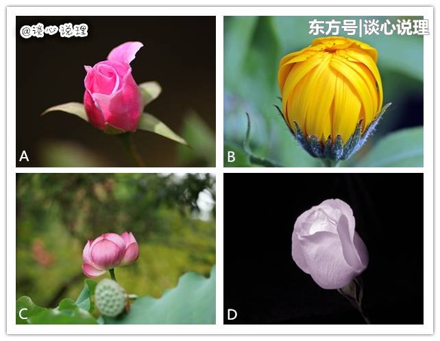 心理测试:四朵花蕾哪个先绽放,测你身边谁是你的一生爱人?