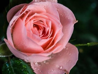 趣味测试：下面哪朵玫瑰让你更喜欢？测试你的魅力来源于哪里 